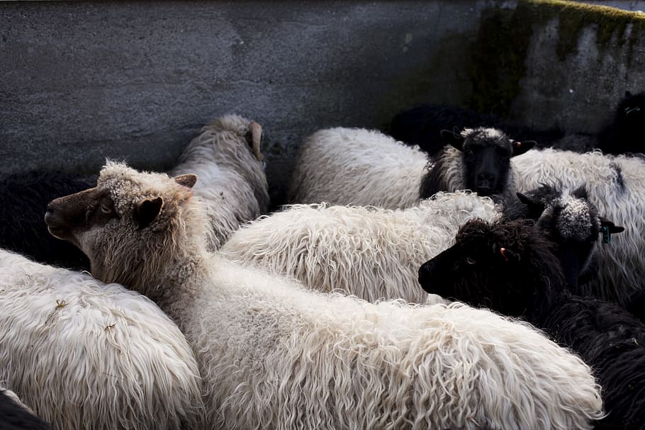 white and black sheeps, animal, animal themes, mammal, group of animals HD wallpaper