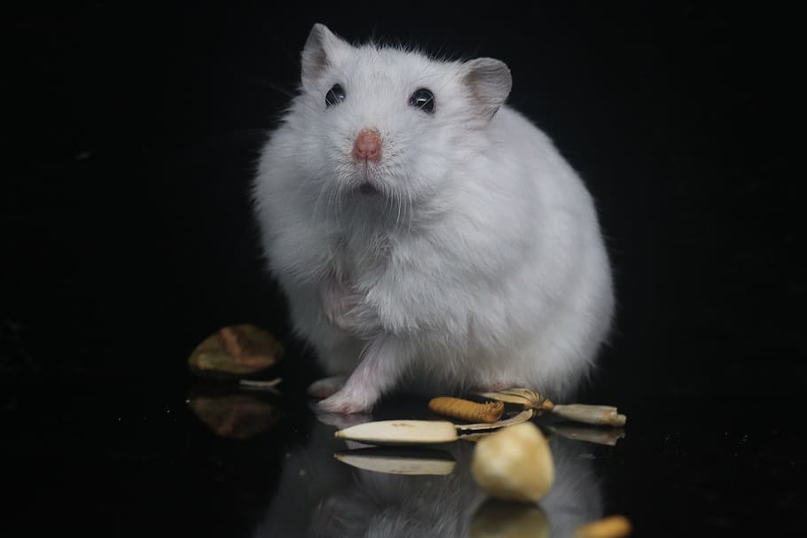 hamster, pets, small animals, animal themes, one animal, mammal HD wallpaper