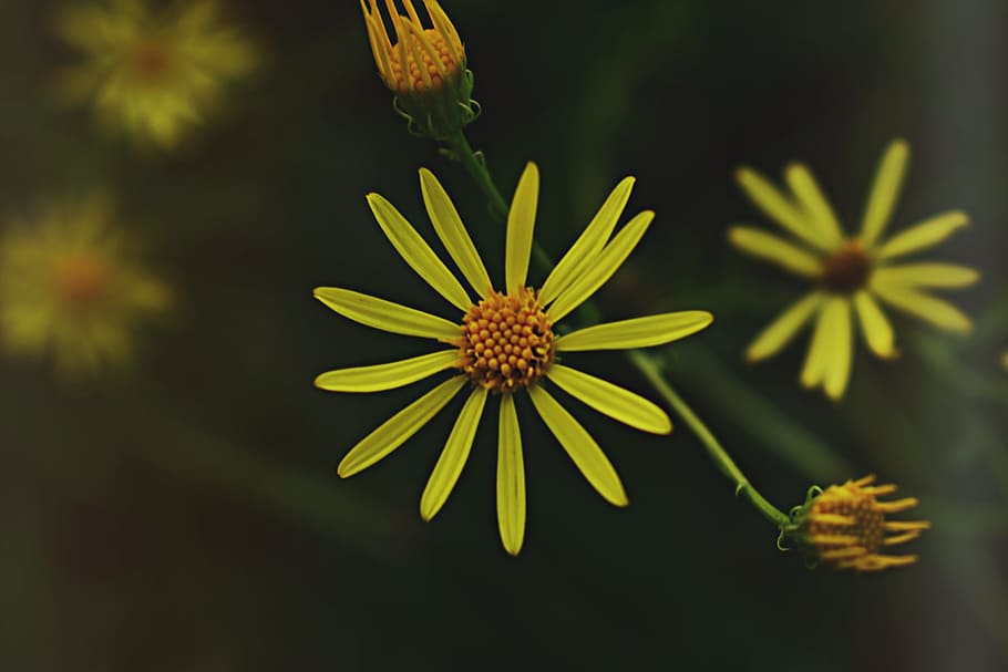 Yellow Petaled Flower, bloom, blossom, flora, flowers, macro HD wallpaper