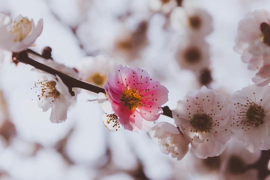 japan, flower, flowering plant, fragility, freshness, beauty in nature HD wallpaper