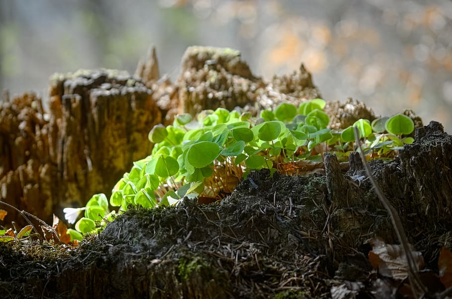 klee, forest clover, sorrel, plant, forest floor, common wood sorrel HD wallpaper