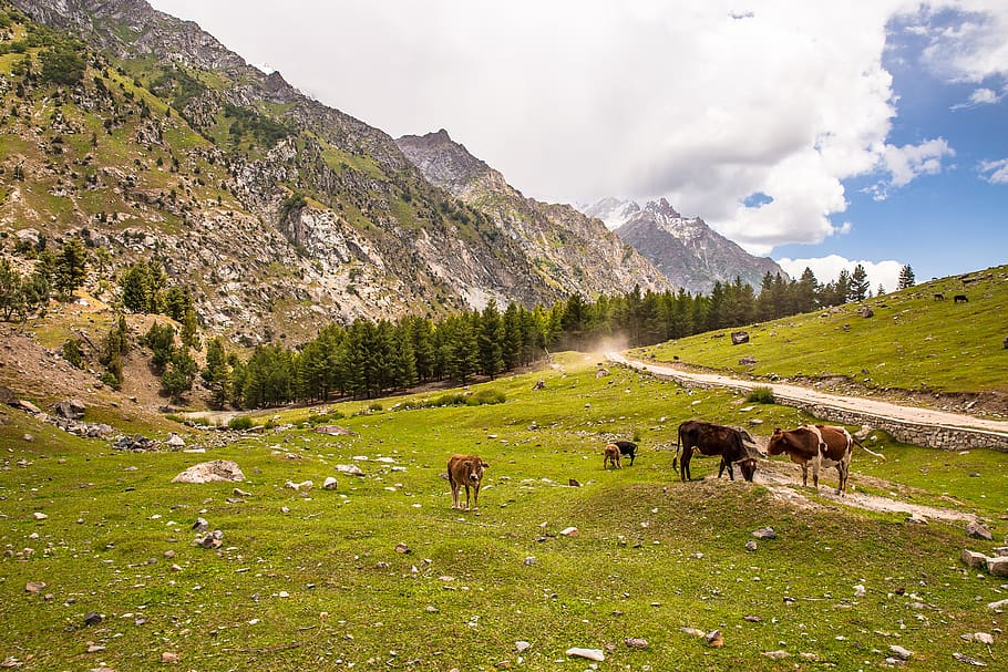 Cows In The Middle Of Grassfield, animals, Gilgit, grassland, HD wallpaper