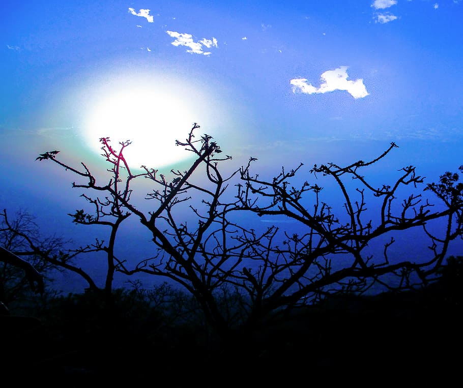 india, mount abu, tree, blue, color, makeday, colour, sunset HD wallpaper