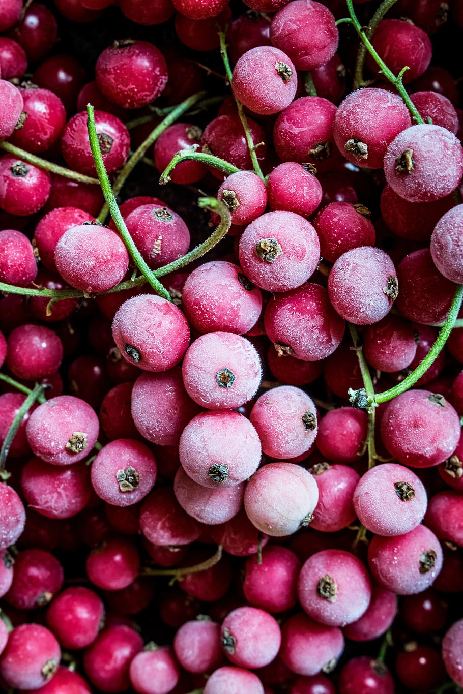 close up photo of red cherry fruits, berry, frozen, stem, frost HD wallpaper