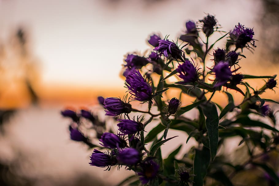 purple petaled flower, plant, blossom, geranium, details, bokeh HD wallpaper