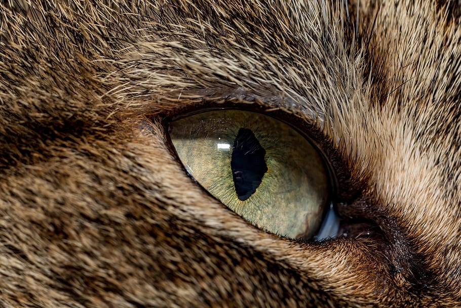 cat, macro, eye, pet, close up, cat's eye, one animal, animal themes HD wallpaper