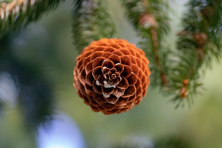 plant, tree, conifer, pine, abies, fir, larch, natur, pine cone HD wallpaper