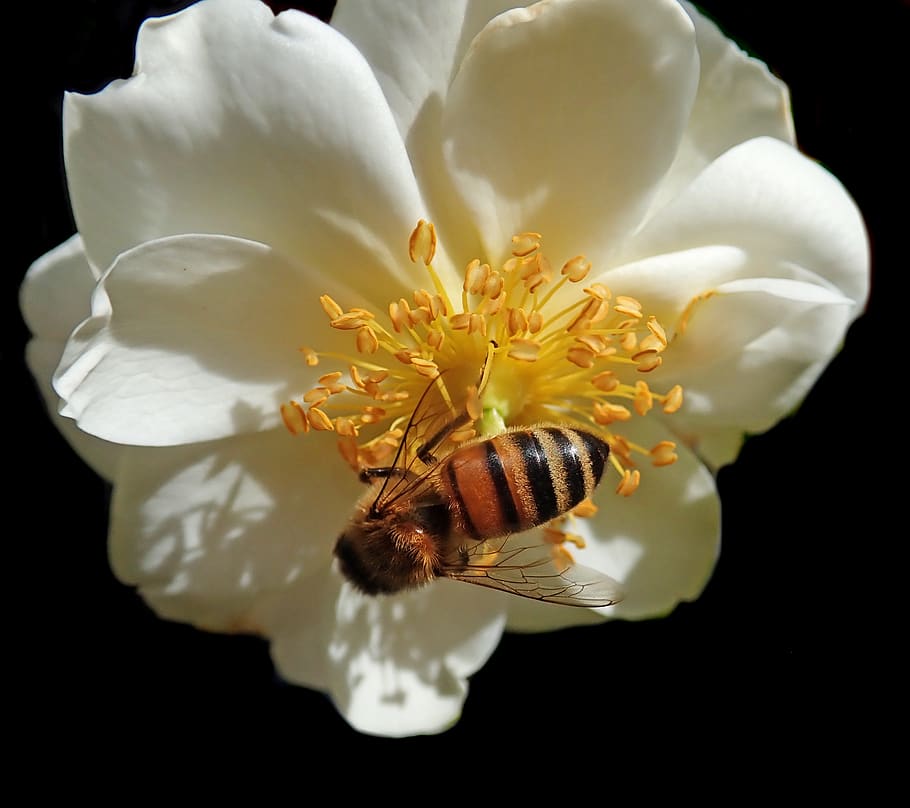 flower, rose, insect, bee, pollen, garden, nature, flowering plant HD wallpaper