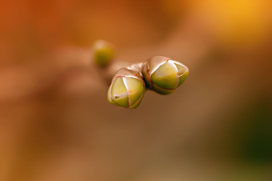 seedling, branch, germ, young, new, plant, foliation, fresh HD wallpaper