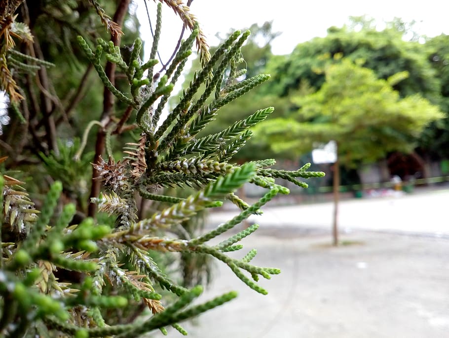 plant, growth, green color, focus on foreground, close-up, tree HD wallpaper