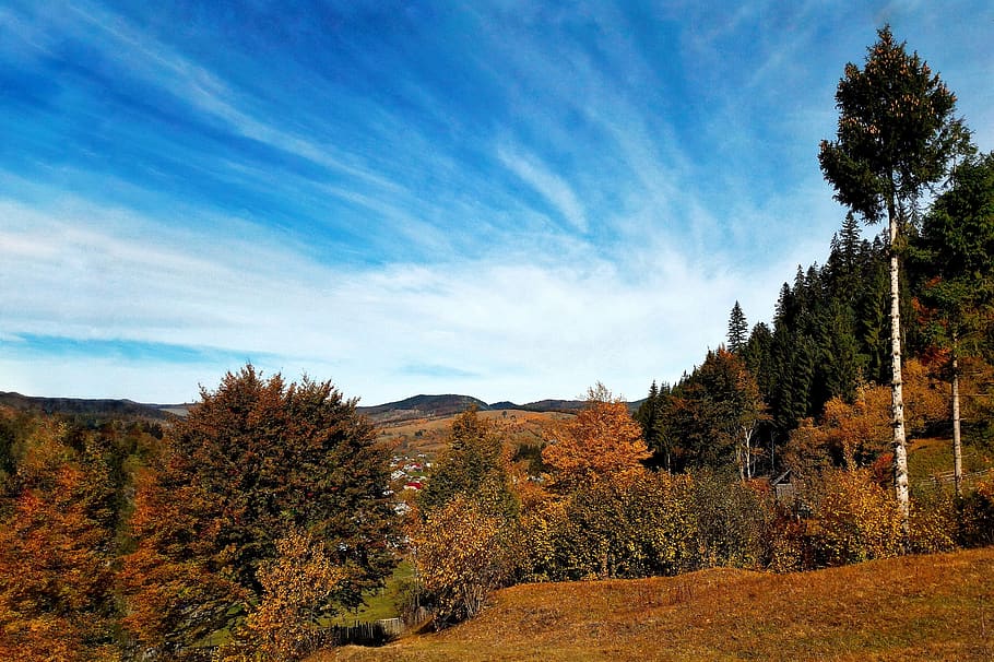 plant, tree, sky, change, beauty in nature, autumn, tranquil scene HD wallpaper