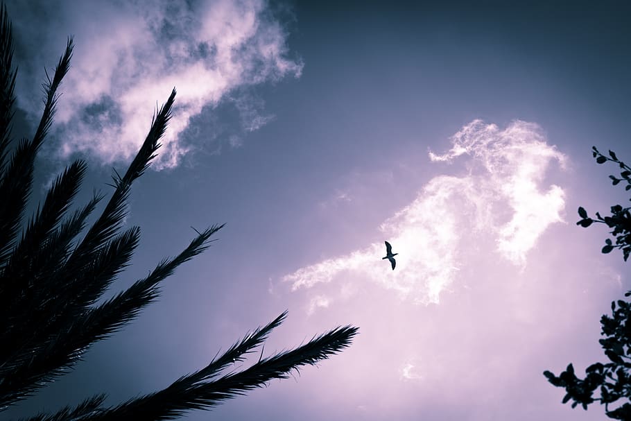 seagull, spain, benidorm, trip, blue, heaven, palm tree, nature HD wallpaper