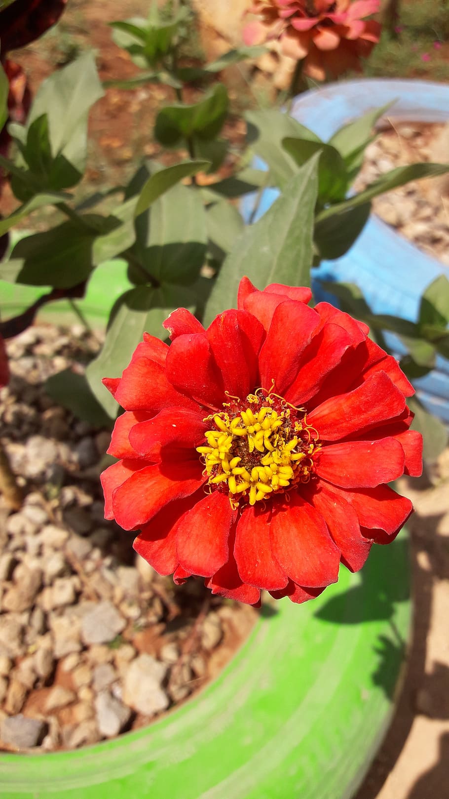 flowers, nature, red, leaf, flowering plant, beauty in nature HD wallpaper