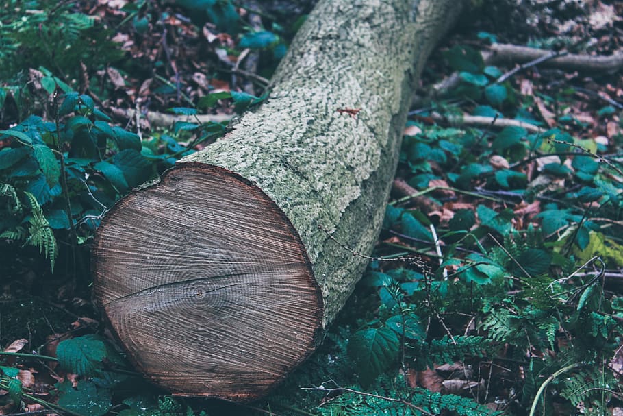 tree trunk, wood, plant, nature, green, animal, fish, l'environ HD wallpaper