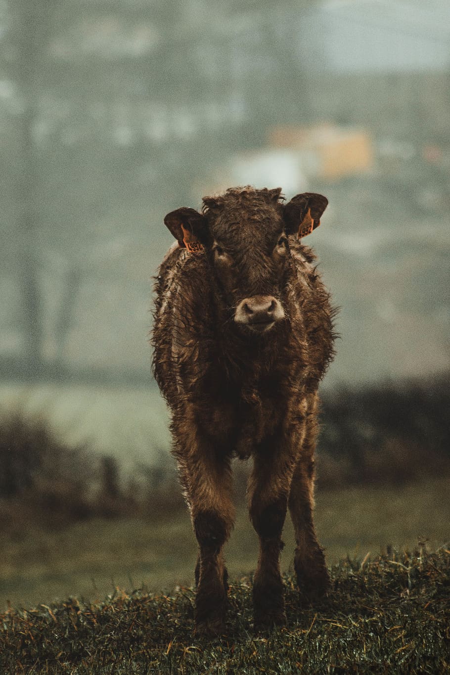 brown cattle, calf, animal, wildlife, outdoor, wallpaper, dark HD wallpaper