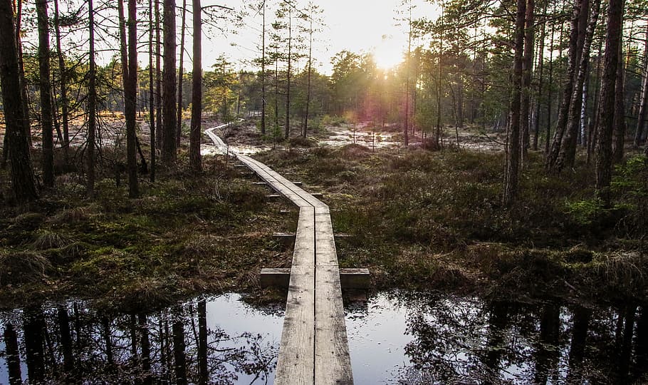 Photo of Boardwalk Between Forest Trees, dawn, daylight, environment HD wallpaper