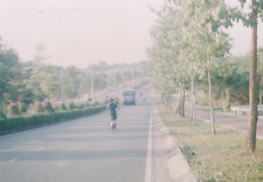transportation, road, tree, plant, the way forward, direction HD wallpaper