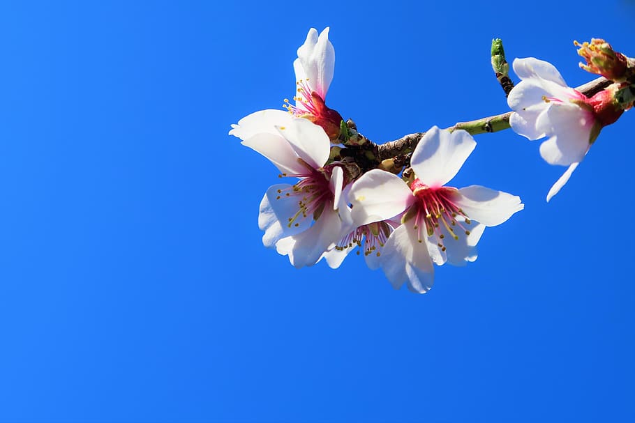 flower, branch, nature, spring, beautiful, bud, tree, pink HD wallpaper