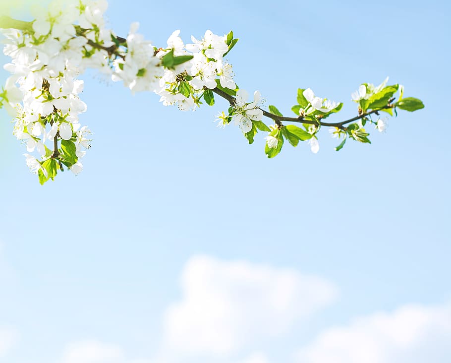 tree, sun, spring, blossom, sunlight, shine, blooming, natural HD wallpaper