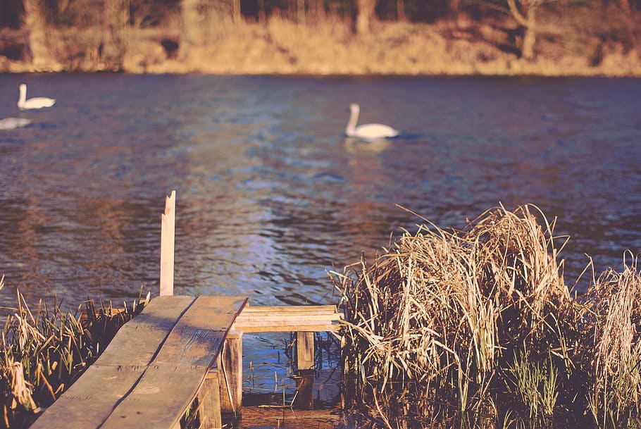 river, water, swans, animals, nature, outdoors, lake, wood - material HD wallpaper