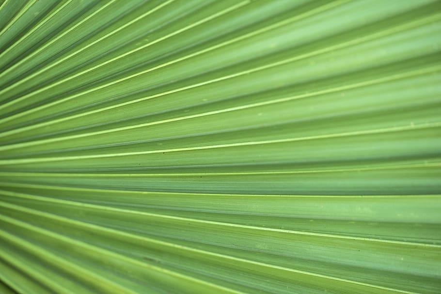 leaf, flora, growth, nature, desktop, garden, pattern, abstract HD wallpaper