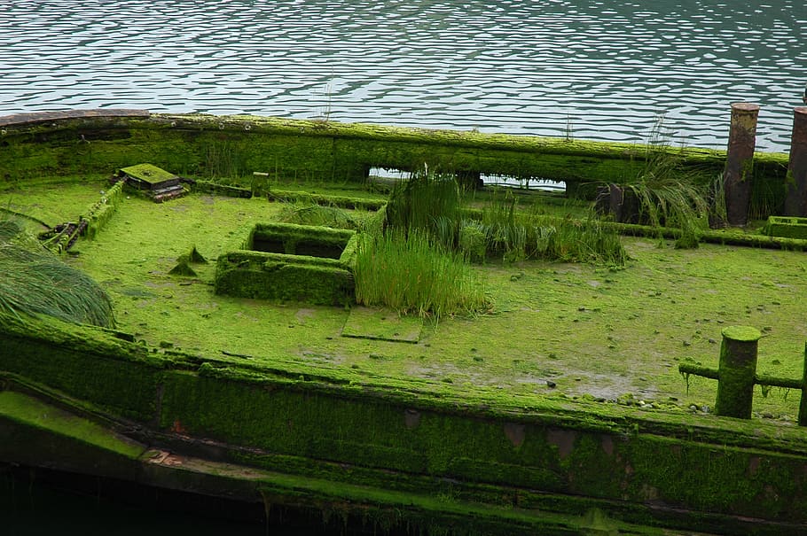 usa, grass, green, decay, treasure, exposed, river, West coast