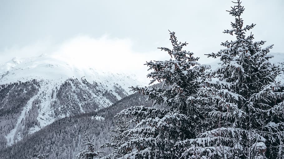 snow covered pine trees and mountain, ski, frozen, swiss alp HD wallpaper
