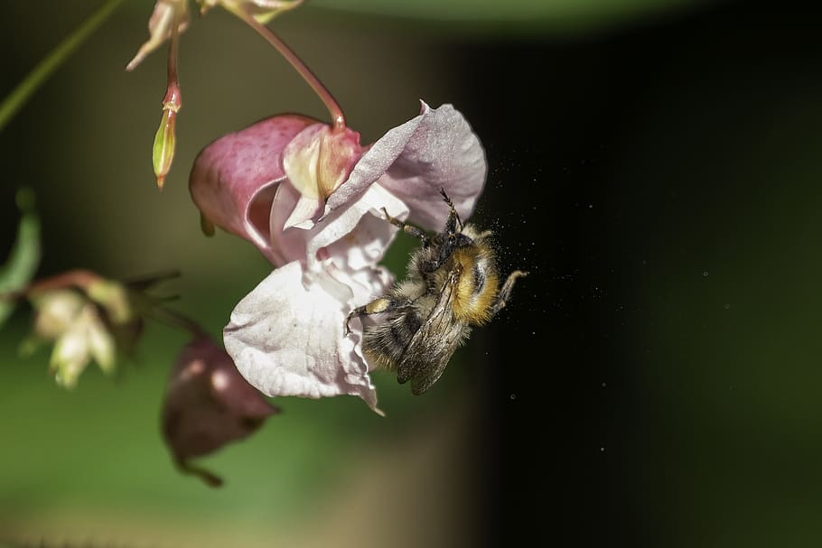 bee, balsam, pollen, nectar, blossom, bloom, collect, forest HD wallpaper