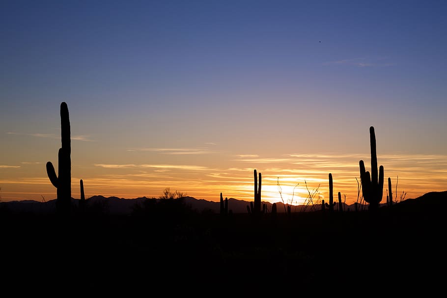 cacti during sunset, silhouette, sky, scenics - nature, beauty in nature HD wallpaper