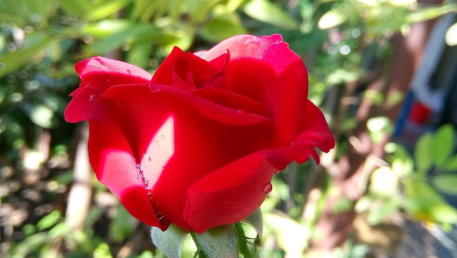 india, indore, plant, flower, beauty in nature, growth, flowering plant HD wallpaper