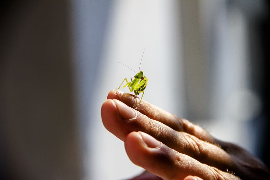 praying mantis, insect, nature, macro, green, beetle, wild HD wallpaper
