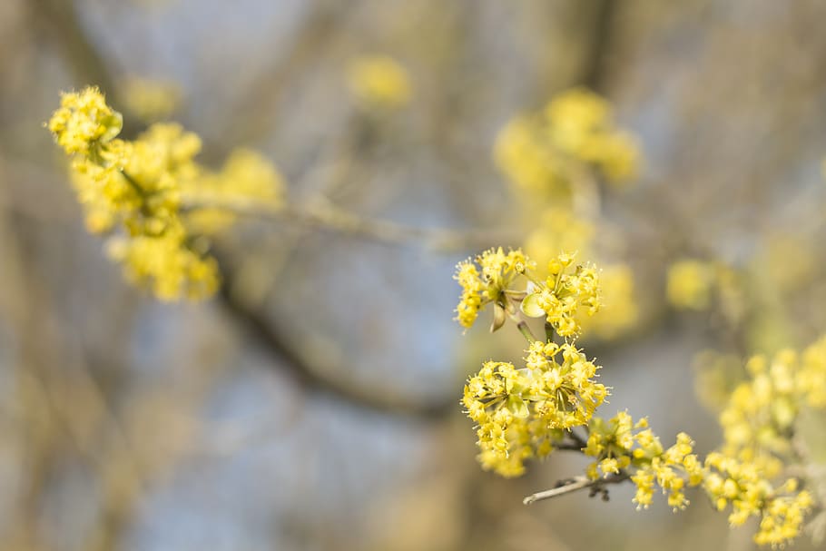 yellow, flowers, spring, plant, garden, nature, flowering plant HD wallpaper