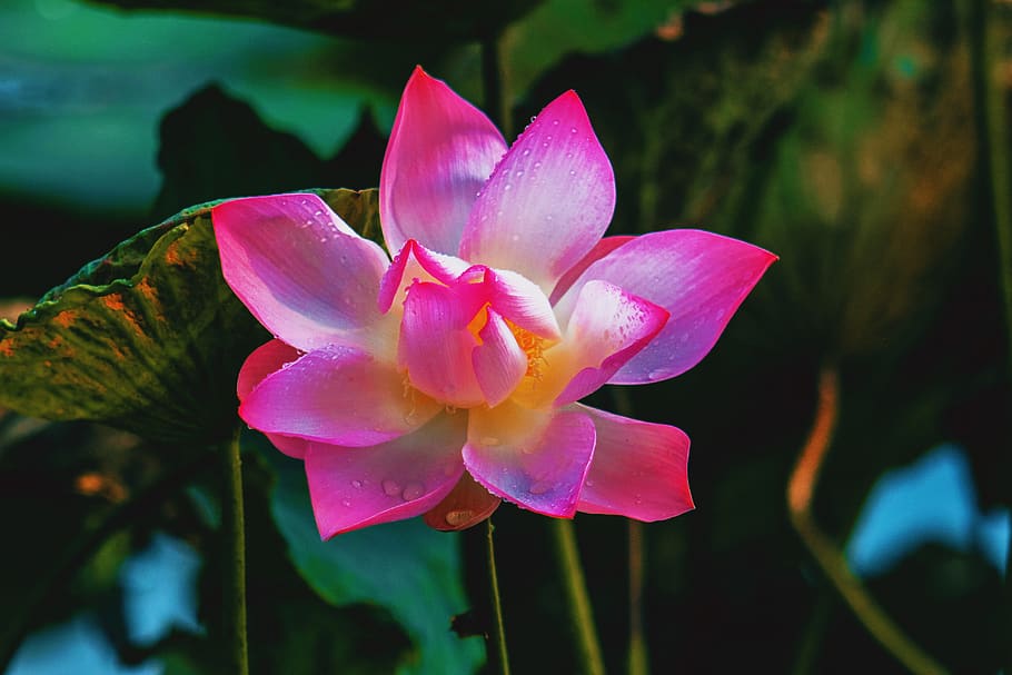 Đừng bỏ lỡ cơ hội trải nghiệm hình ảnh sen hồng HD cực sắc nét, để cảm nhận sự mềm mại và quyến rũ của loài hoa đầy ý nghĩa này!