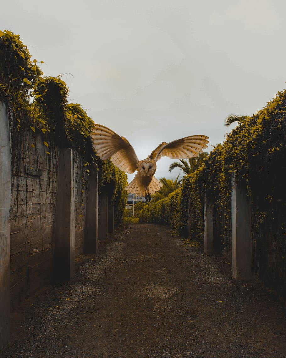 owl flying between walls, tree, plant, sky, the way forward, direction HD wallpaper