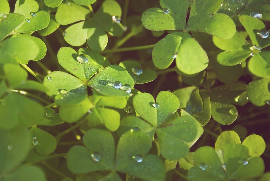 shamrock, tears, drops, water, shadow, light, green, color HD wallpaper