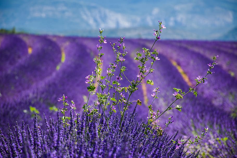 moustiers-sainte-marie, lavender, beautiful landscape, lavender field, HD wallpaper