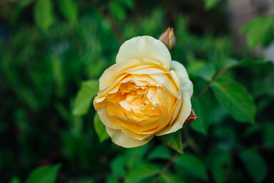 yellow rose in bloom, flower, flowering plant, beauty in nature HD wallpaper
