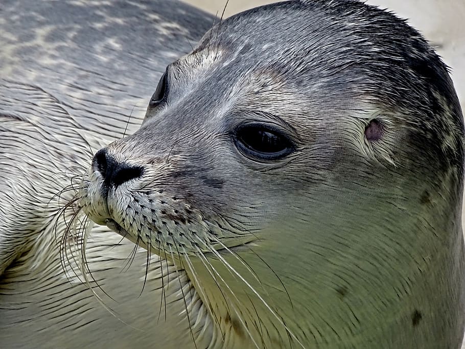 robbe, seal, small, young, baby, howler, aquatic animal, water HD wallpaper