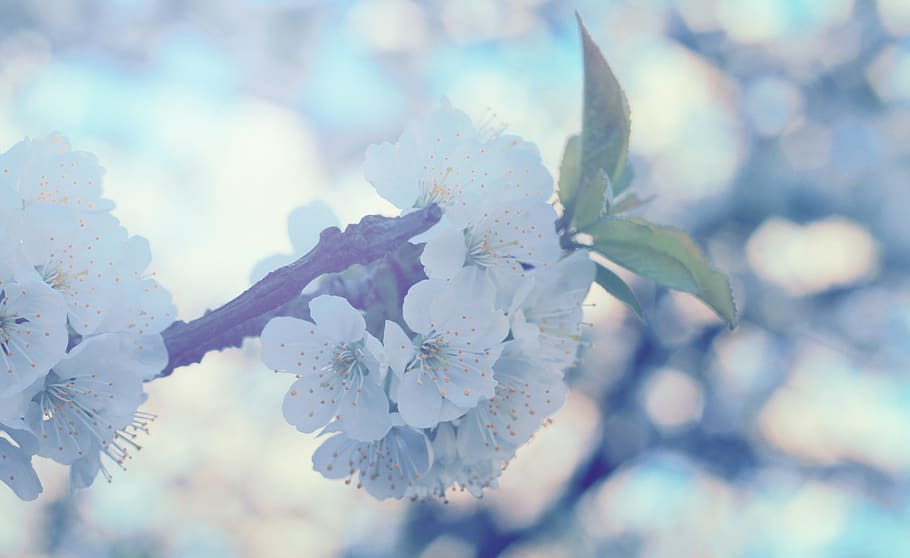 romania, plant, fragility, flowering plant, vulnerability, beauty in nature HD wallpaper