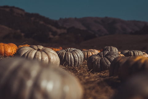 grey and orange pumpkins lying on the ground near the hills, pumpkin patch HD wallpaper