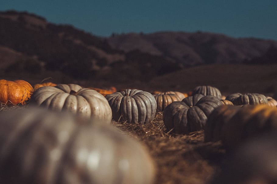 grey and orange pumpkins lying on the ground near the hills, pumpkin patch HD wallpaper