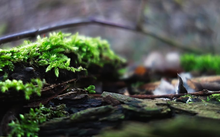 moss, nature, forest, forest floor, bark, macro, plant, selective focus, HD wallpaper