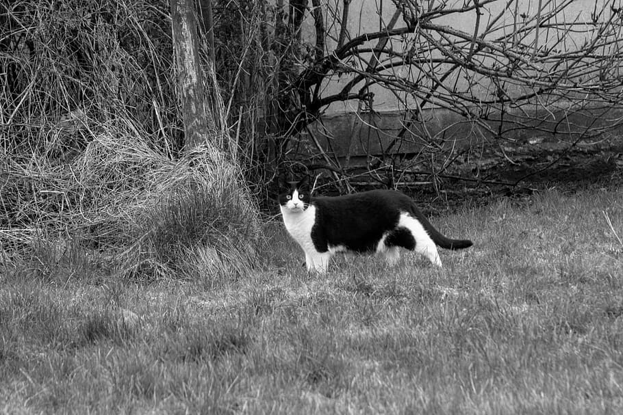 cat, animal, one animal, mammal, animal themes, pets, domestic HD wallpaper