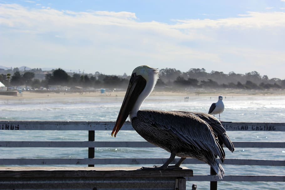 HD wallpaper: united states, pismo beach, pelican, bird, water, animal  themes | Wallpaper Flare