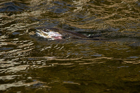 HD wallpaper: Rainbow Trout - Oncorhynchus mykiss, animal, fish, photo ...