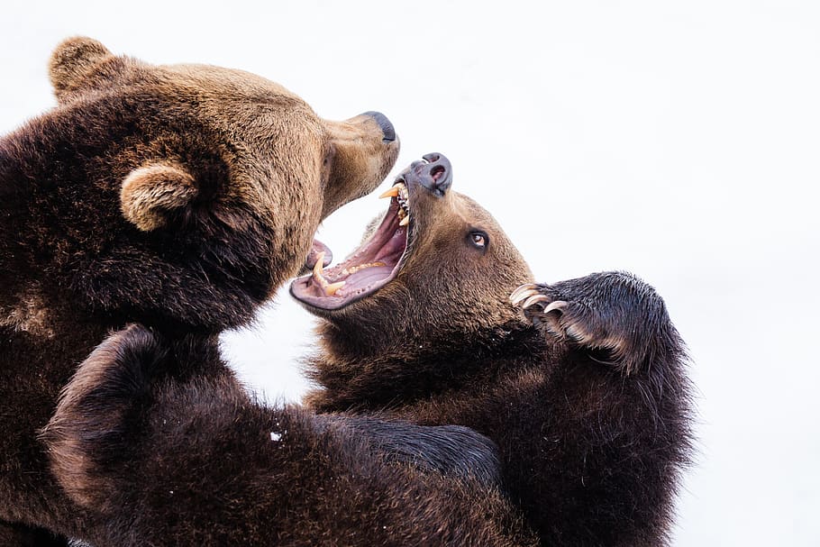 two brown grizzly bears, mammal, animal, animal themes, group of animals HD wallpaper