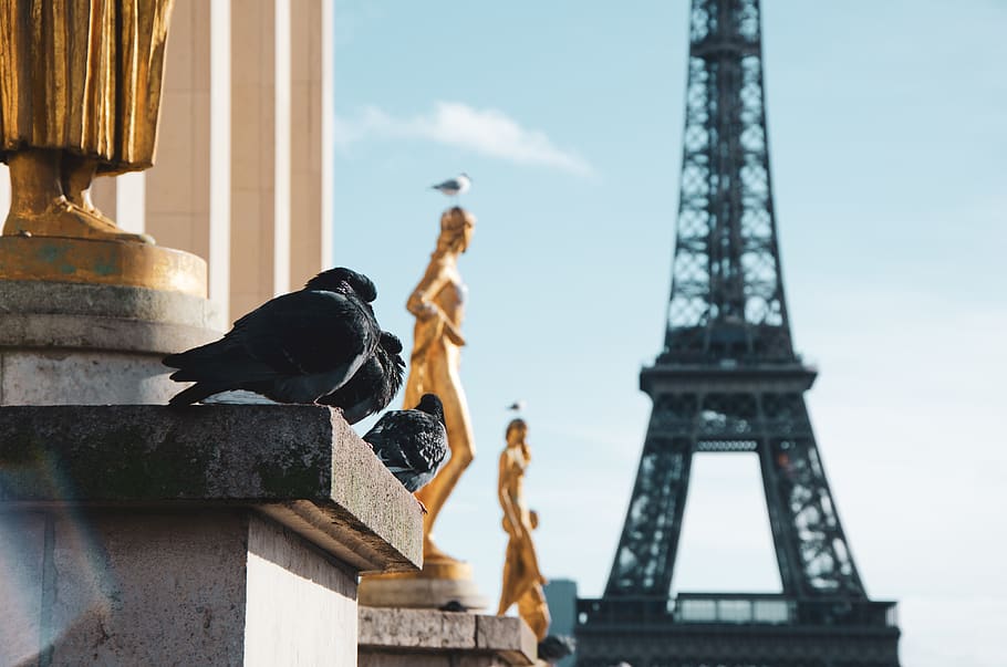 Eiffel tower, Paris at daytime, bird, animal, pigeon, dove, building HD wallpaper
