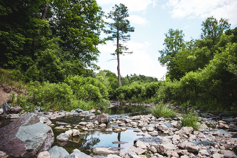 Tree reflected in stream surrounded with rocks in the forest HD wallpaper