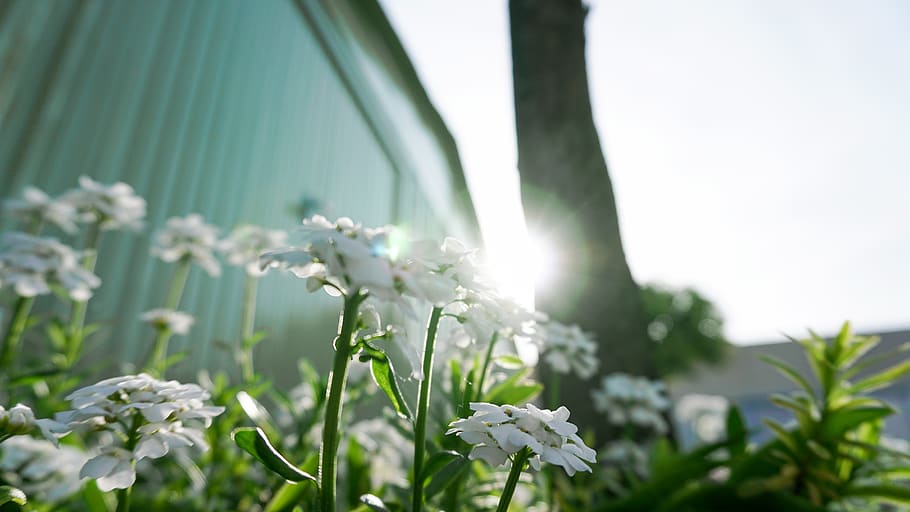 white-petaled flowers, light, flare, sunlight, plant, blossom HD wallpaper