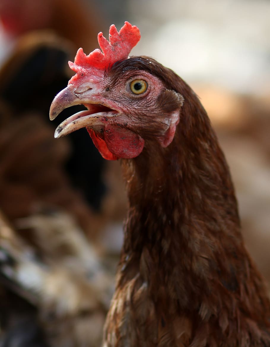 gaina, birds, brown, backyard, farm, livestock, chicken - bird HD wallpaper